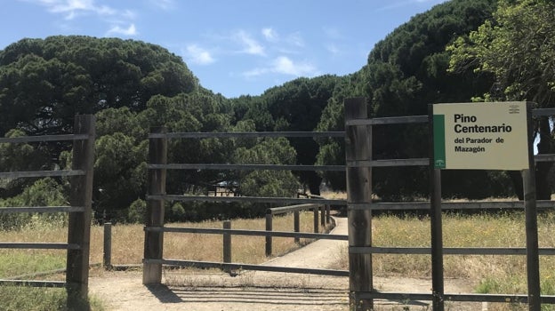 El pino, que está considerado por la Junta de Andalucía como monumento natural se encuentra en un terreno acotado