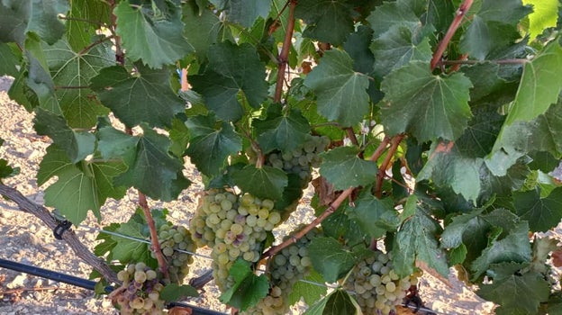 Viñedos de Bodega Palomillo en Vélez-Rubio.