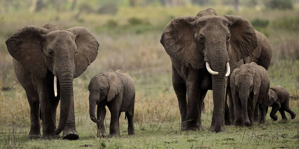 Este es el mejor parque en África para hacer un safari