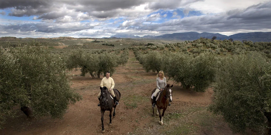 Un paisaje singular y único en el mundo: viaje al mar de olivos de la provincia de Jaén