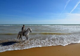 Paseo por Doñana a caballo: estas son las mejores ofertas para descubrir este enclave natural en Huelva