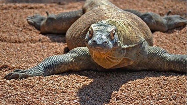 Bioparc en Fuengirola (Málaga)