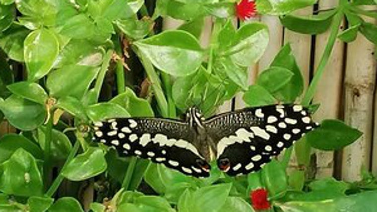 Mariposario de Níjar (Almería)