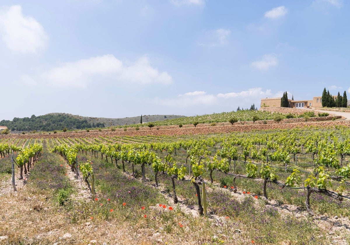 Viñedos de la Finca Ánfora en Enix.