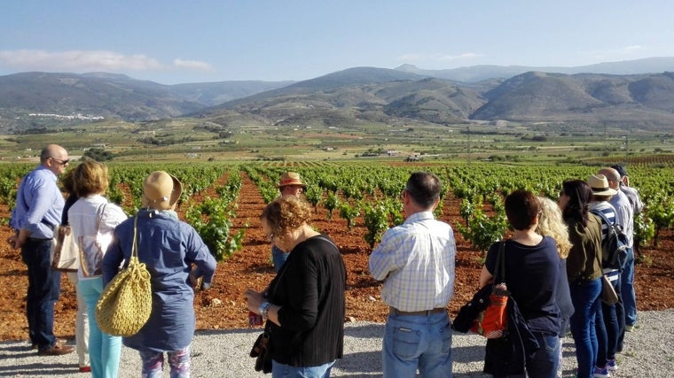 Visita a viñedos de la Bodega Cortijo El Cura en Laujar de Andarax.