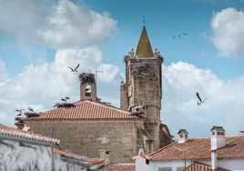 Por qué es tan importante este pueblo de Cáceres para la cigüeña blanca