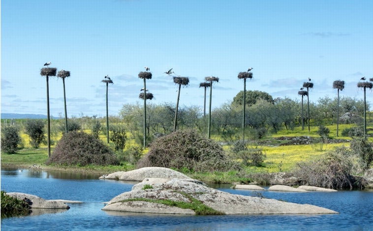 Imagen principal - En Malpartida hay registrados entre 110 y 120 nidos, entre 30 y 40 en los Barruecos y en torno a diez en la Iglesia de Nuestra Señora de la Asunción. En la foto superior, el Humedal De La Cigüeña. Sobre estas líneas, el Monumento Natural Los Barruecos, y a la derecha, un lugar insospechado para construir un nido.