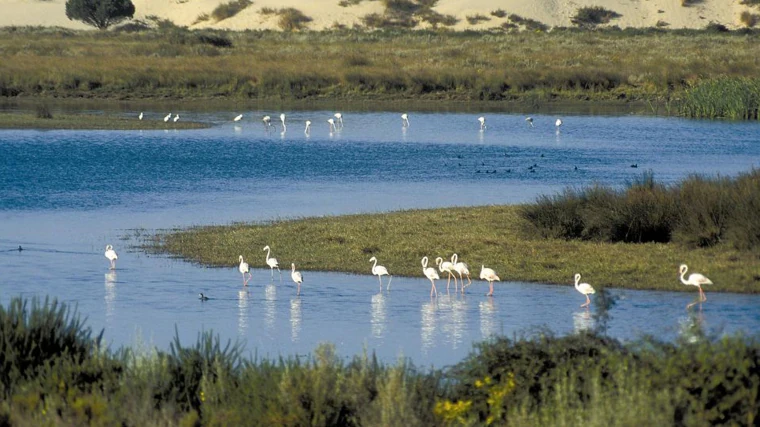 Doñana es un ejemplo excepcional de gran humedal mediterráneo.