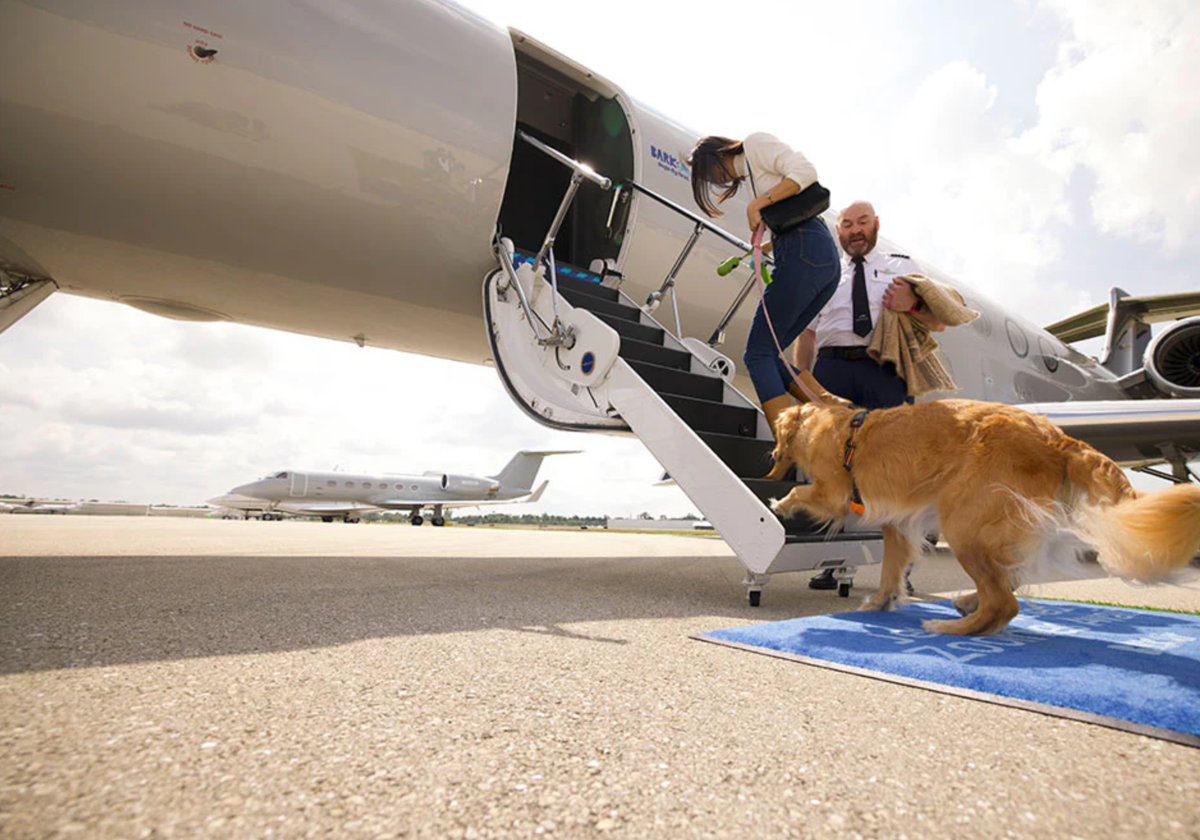 Bark Air es una de las primeras aerolíneas destinada exclusivamente a transportar perros con acompañante