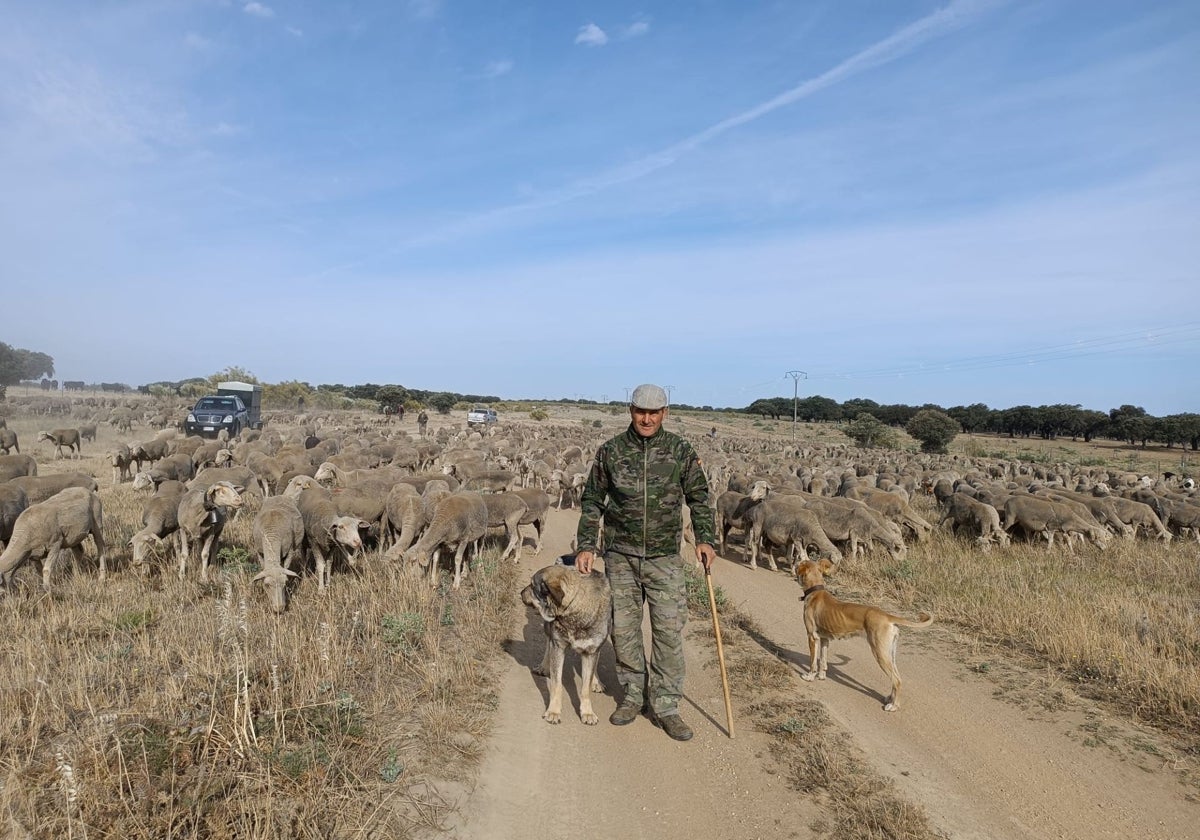 José Manuel Sánchez Miguel, con sus ovejas, en la ruta