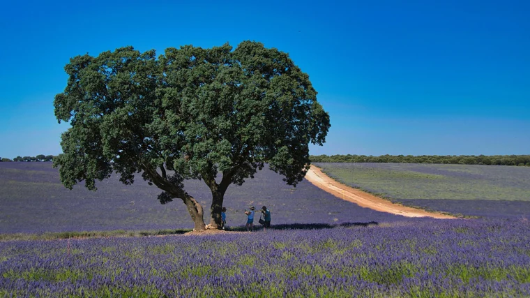 Imagen de campos de lavanda