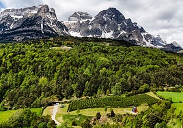 Un laberinto con 4.000 cipreses, la nueva atracción del Pirineo aragonés
