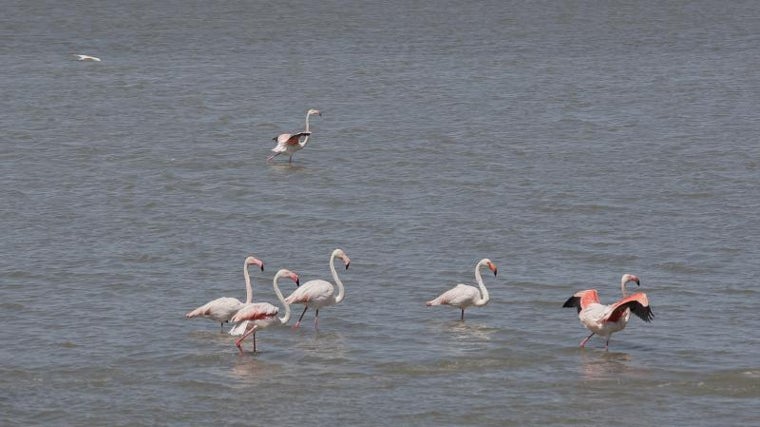 Flamencos en el Parque Nacional de Doñana