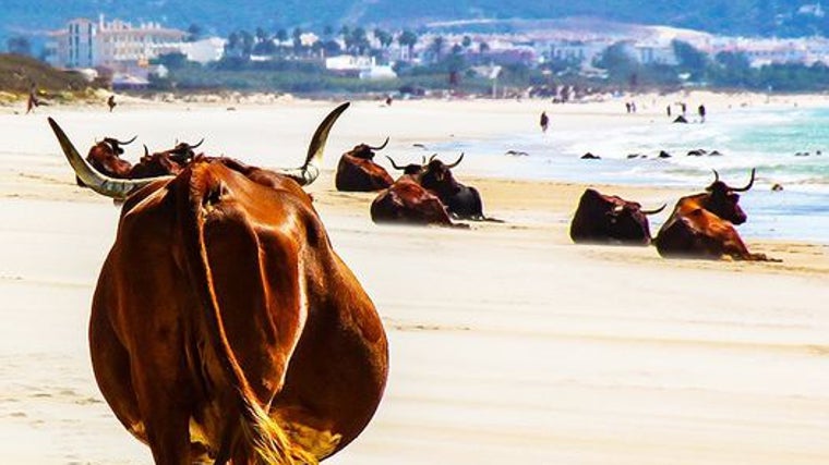 La estampa de estas vacas en algunas de las playas de Cádiz se ha convertido ya en todo un clásico