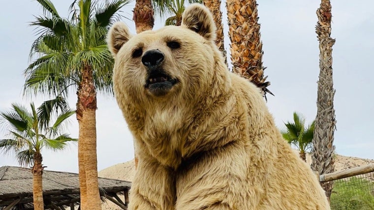 Oso en la reserva de Oasys MiniHollywood en Almería