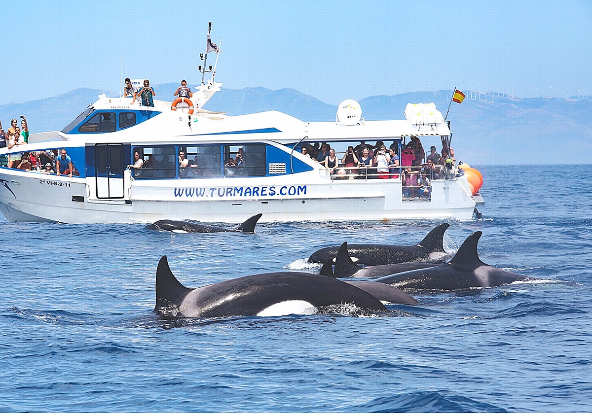 El estrecho de Gibraltar es paso de multitud de especies marinas que se pueden avistar desde cómodos barcos