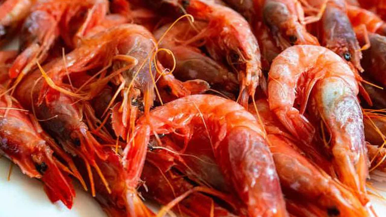 Gamba roja de Garrucha, una de las especialidades de la costa de Almería