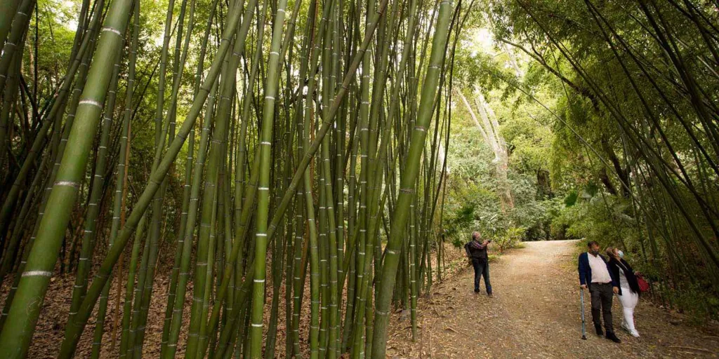 El bosque de bambú en Málaga que parece sacado de un cuento de hadas