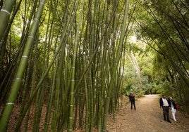 El bosque de bambú en Málaga que parece sacado de un cuento de hadas