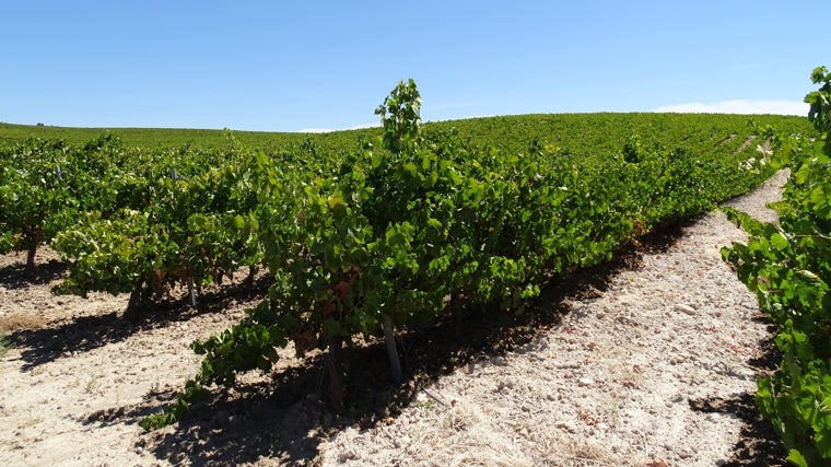 Viñedos de la Bodega Pérez Barquero