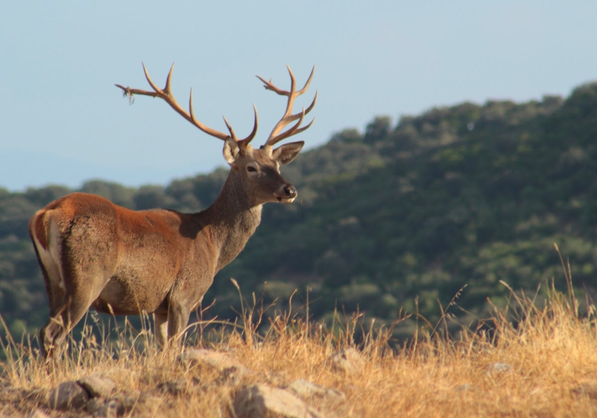 Ruta la berrea del ciervo en la Sierra de Andújar