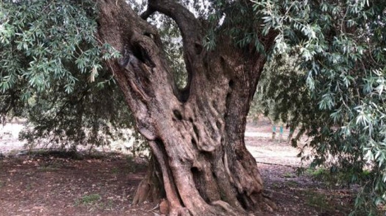 Tronco del Olivo de Fuentebuena