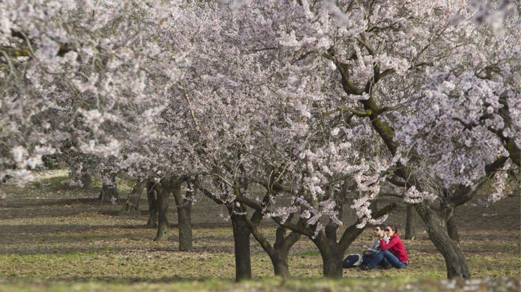 Imagen de archivo de los almendros en flor en la Quinta de los Molinos