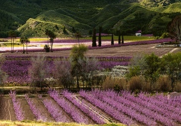 Cinco escapadas que hacer al estallido de las floraciones en estos días