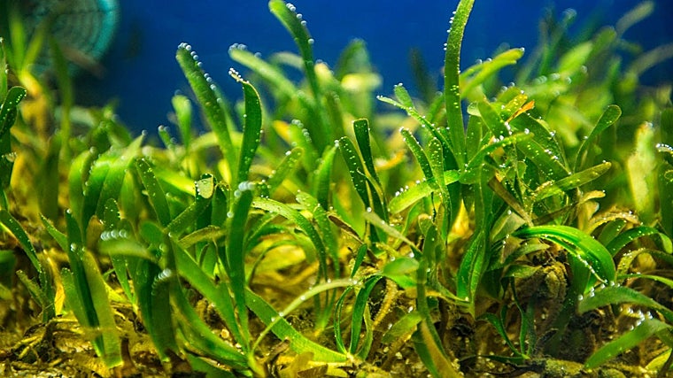 La posidonia oceánica es esencial en el Mediterráneo