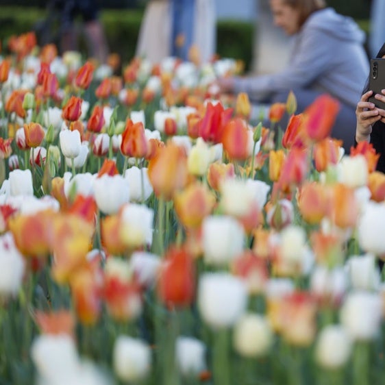 Dónde ver tulipanes en Madrid: la Plaza de Oriente se llena de color esta primavera