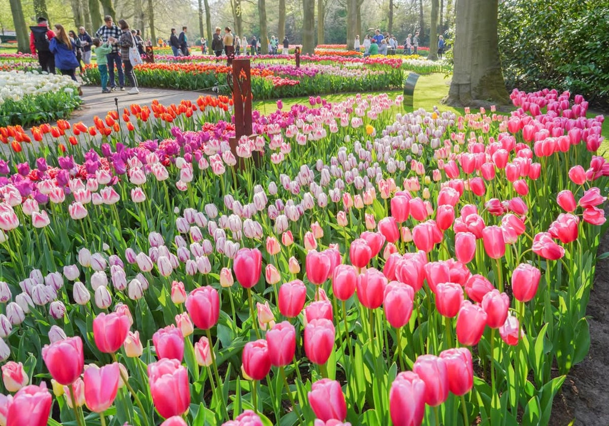 Tulipanes en el parque Keukenhof (Lisse).