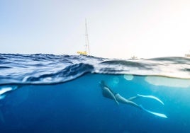 Gran Canaria Blue: bienvenidos, amantes del mar