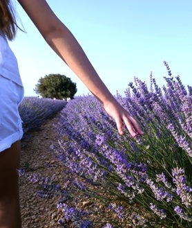 Imagem secundária 2 - Cilleruelo com seus campos de lavanda (acima); Igreja de Santa María de la Torre (abaixo à esquerda); caminhada pelos campos de lavanda (abaixo à direita)