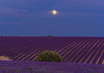 Dos pueblos de Burgos para ver campos de lavanda en flor este verano (y no están masificados)