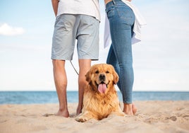 Las mejores playas de España para ir con tu perro este verano