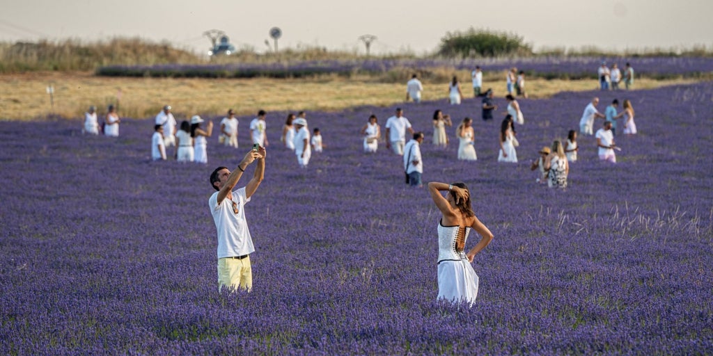 «Por favor, venid entre semana a ver los campos de lavanda»: Brihuega lanza un mensaje ante la avalancha de turistas