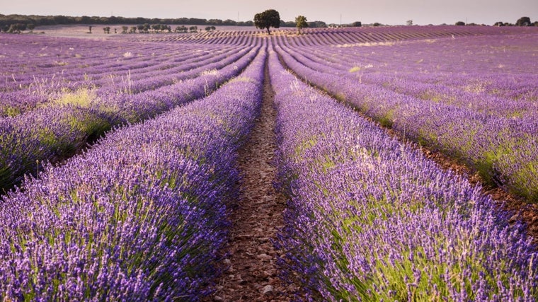 Un campo de lavanda sin gente, foto inusual estos días