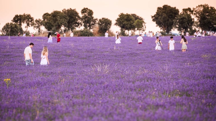 Varias personas en un campo de lavanda el pasado 10 de julio de 2025 en Brihuega (Guadalajara)