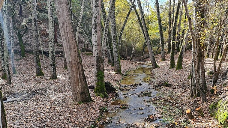 La ruta de senderismo discurre junto a un río y en una zona en la que los numerosos árboles nos proporcionan una gran sombra