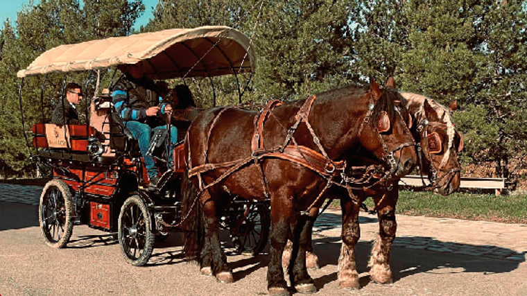 Paseo en calesa por los viñedos de Roda