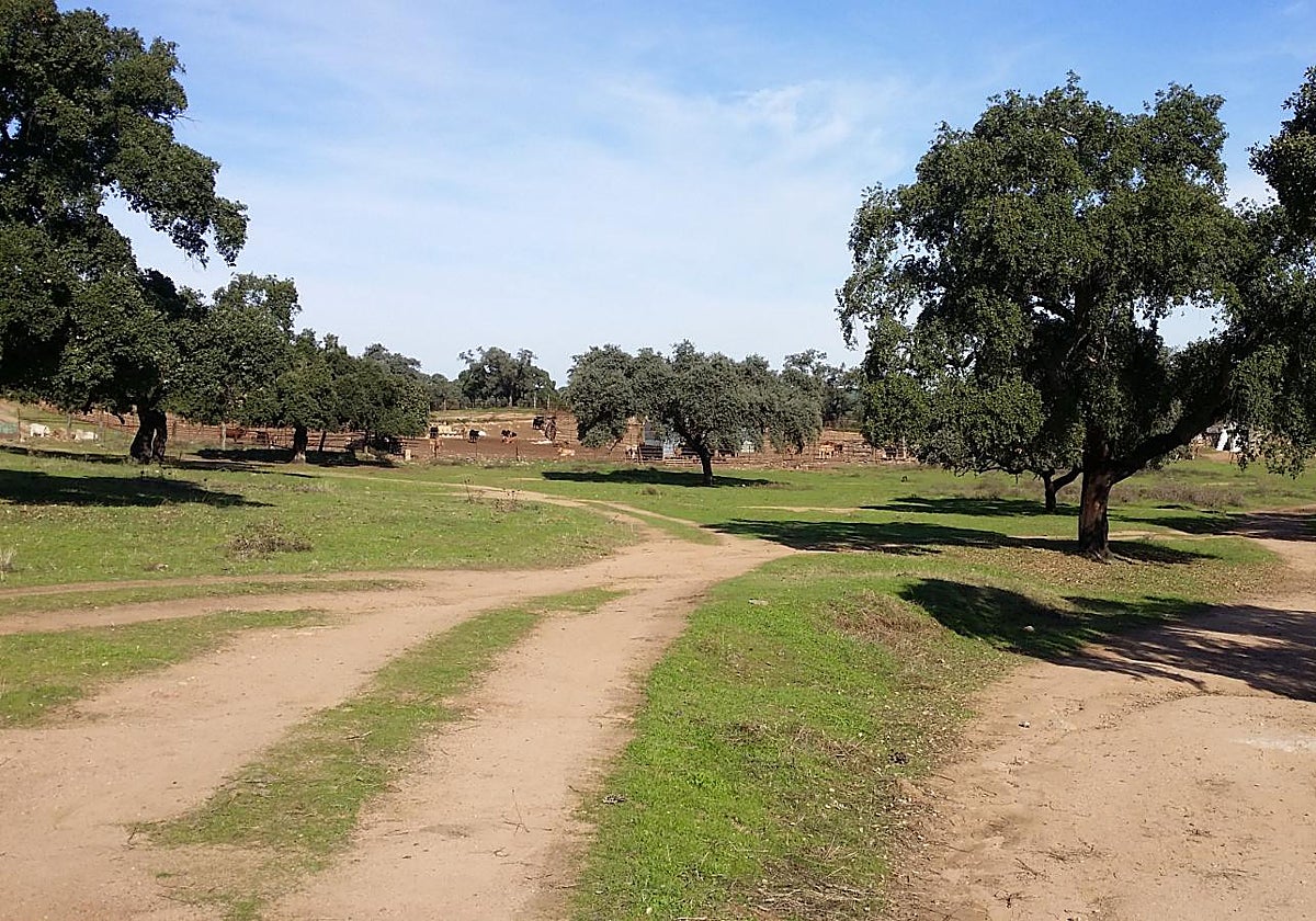 Sendero de la ruta hasta las Ruinas de Munigua