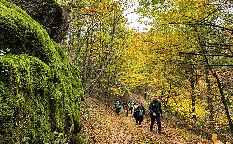 Imagen principal - Rutas para descubrir los enclaves naturales del Valle del Ambroz(arriba); el desfile del otoño (abajo izquierda) y la Gran Calbotá (abajo derecha) en otras ediciones del Otoño Mágico