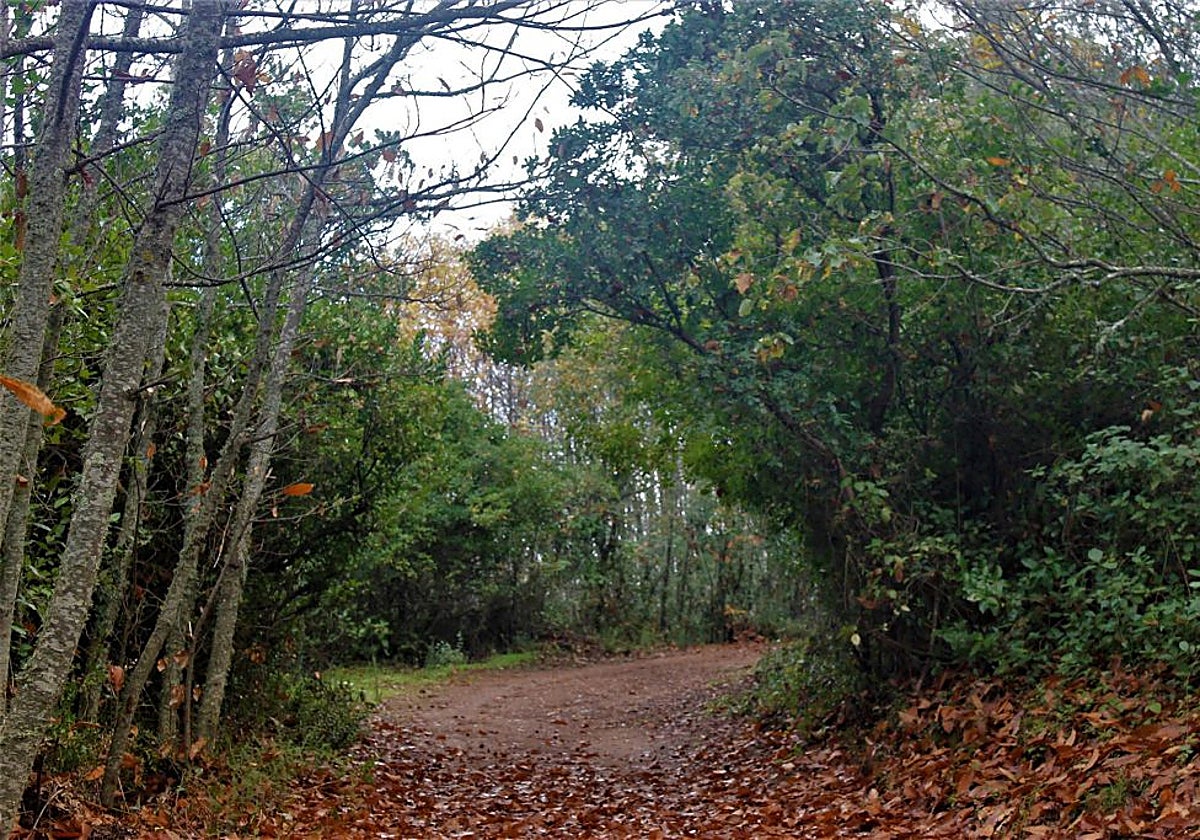 En este pueblo de la Sierra Morena sevillana es posible transitar por bellos y sombríos senderos