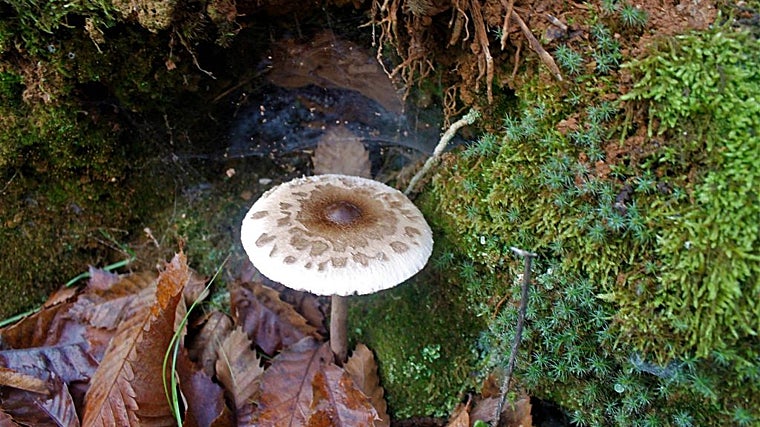 Cuando llega el otoño, este pueblo de la Sierra Morena sevillana, se llena de muchas variedades de setas
