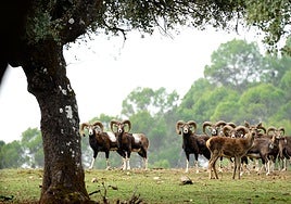El pequeño 'safari' de Andalucía que puedes hacer en tren por 10 euros