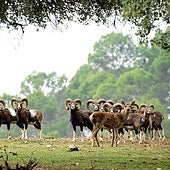 El pequeño 'safari' de Andalucía que puedes hacer en tren por 10 euros