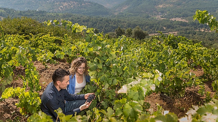 Viñedos en Bancales en la Ruta del Vino Sierra de Francia