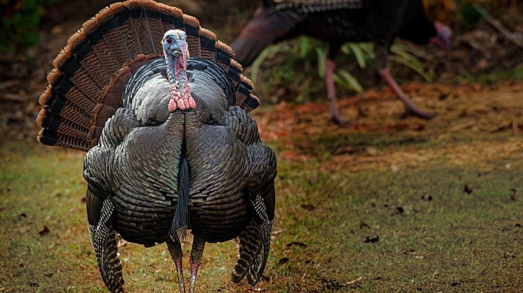 Todos os anos o presidente americano perdoa um peru
