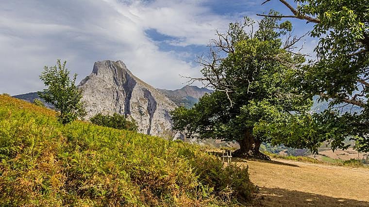 El Jabario, uma viagem ao passado entre os antigos castanheiros de Liebana.