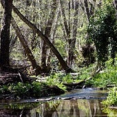 Parece Escocia, pero el bosque más misterioso de Andalucía en invierno está en Sevilla